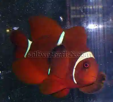 Gold Stripe Maroon Clownfish - Captive Bred