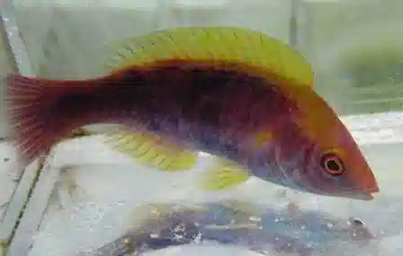 Tricolor Fairy Wrasse