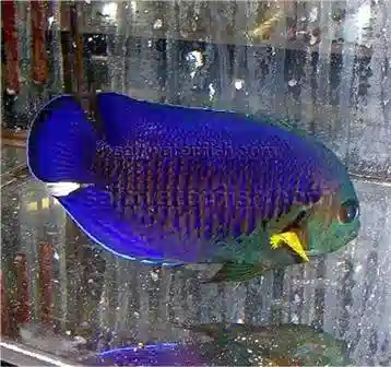 Yellowfin Pygmy Angelfish