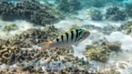 Hardwicki Wrasse