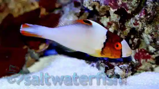 Bicolor Parrotfish