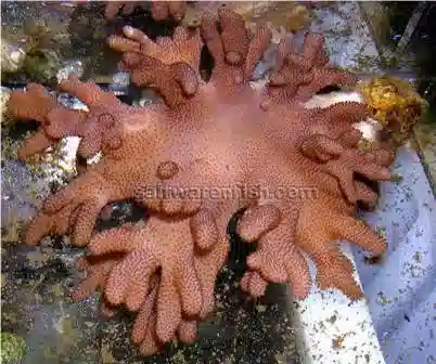 Finger Leather Coral: Green - Melanesia