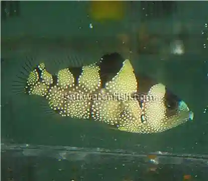 Clown Grouper - Southern Asia