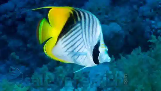 Threadfin Butterfly