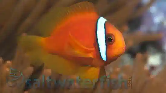 Tomato Clownfish - Captive Bred