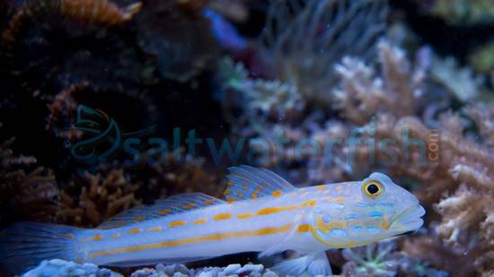 Diamond Goby - South Asia