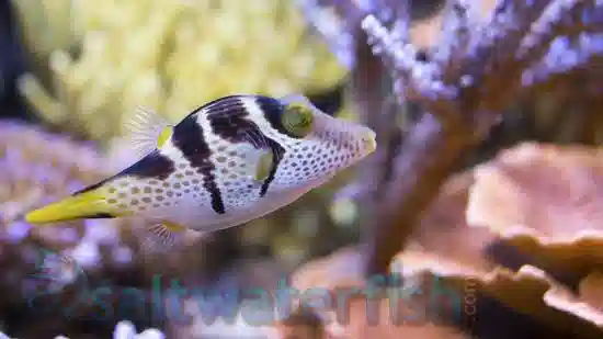 Valentini Puffer