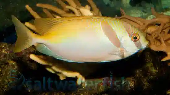 Virgate Rabbitfish