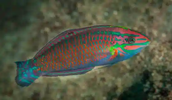 Christmas Wrasse; Indo Pacific