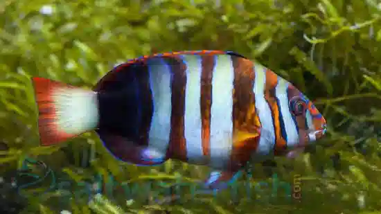 Harlequin Tusk - Philippines