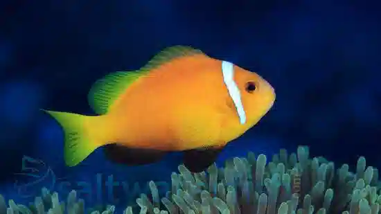 Rose Skunk Clownfish - South Asia