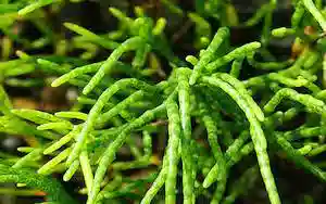 Assorted Plant on Rock: Green