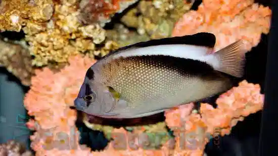 Griffis Angelfish - Marshall Islands