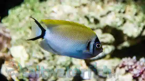 Masked Swallowtail Angelfish: Male