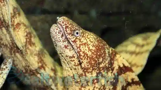 Kidako Eel; Japan