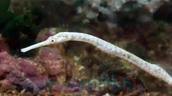 Dragon (Red Bug Eater) Pipefish - South Asia