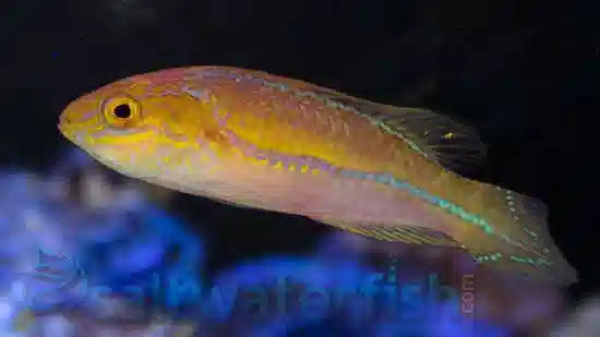 Pintail Fairy Wrasse - Male