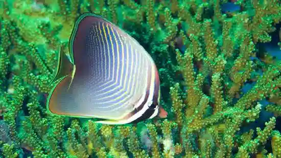 Triangular Butterflyfish