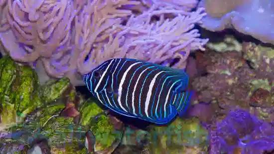 Blueface Angelfish: Juvenile