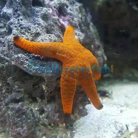 Marble Starfish: Orange - South Asia