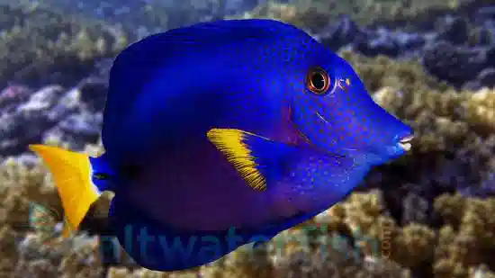 Purple Tang - Red Sea