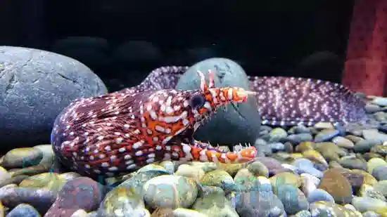 Dragon Eel: Female - Japan