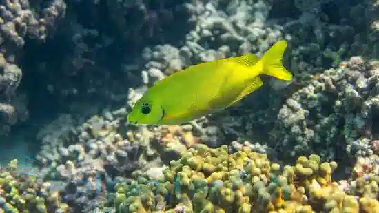 Golden Rabbit Fish