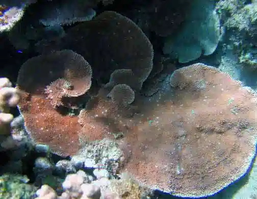 Montipora Coral: Orange Plating - Aquacultured