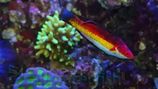 Naoko's Fairy Wrasse: Male