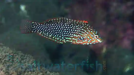 leopard wrasse