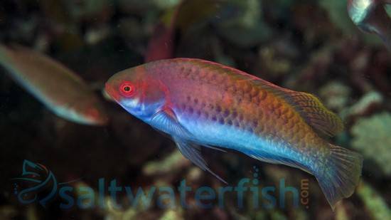 Blue Sided Fairy Wrasse 