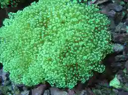 Frogspawn Wall Coral: Metallic - Australia
