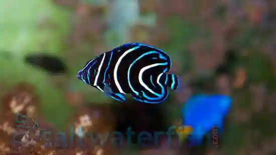 Koran Angelfish: Juvenile - South Asia