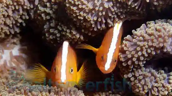 Orange Skunk Clownfish