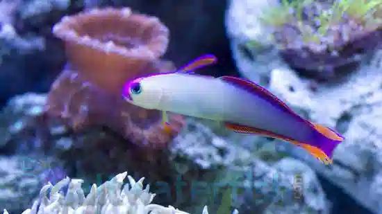 Purple Firefish Goby