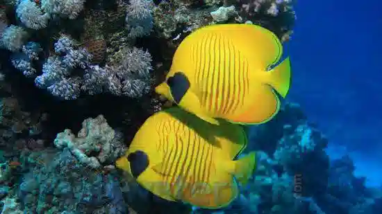 Golden Semilarvatus Butterfly - Red Sea