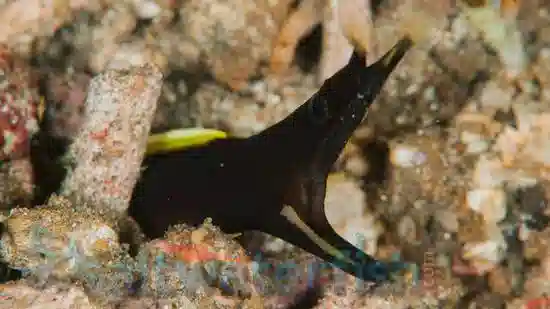 Black Ribbon Eel - Eastern Asia