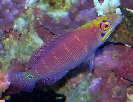 Mystery Wrasse