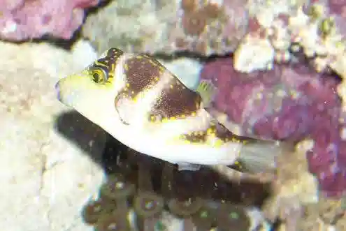 Hawaiian Saddle Puffer