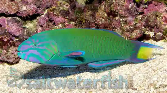 Lunare Wrasse - Central Pacific