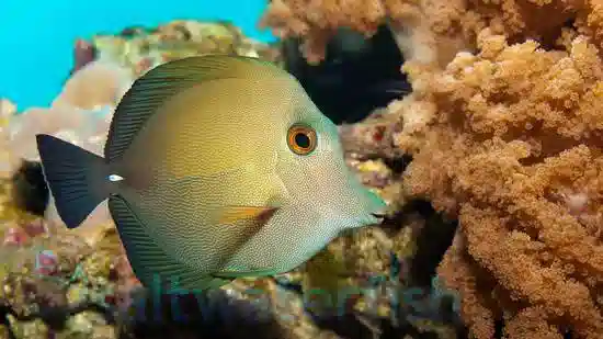 Scopas Tang - Central Pacific