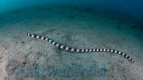 Banded Snake Eel