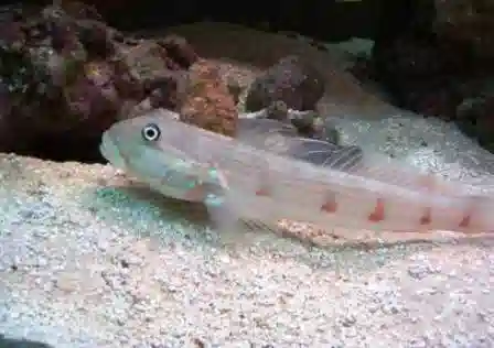 Longfin Sleeper Goby