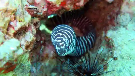 Zebra Eel