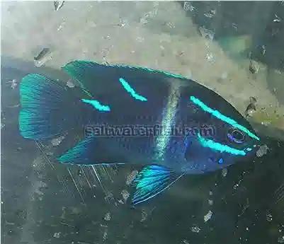 Javanese (Blue Velvet) Damsel