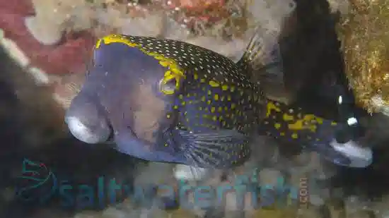 Blue Boxfish - Red Sea