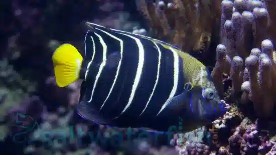 Chrysurus Angelfish: Changing