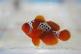 Lightning Maroon Clownfish - Aquacultured