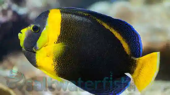 Scribbled Angelfish: Male - Australia