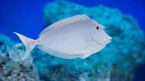 Naso Unicorn Tang